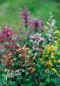 Agastache (Dropplant) aurantiaca 'Fragrant Carpet'